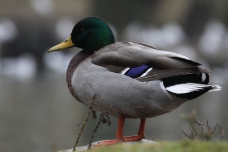 Germano reale - Wild duck